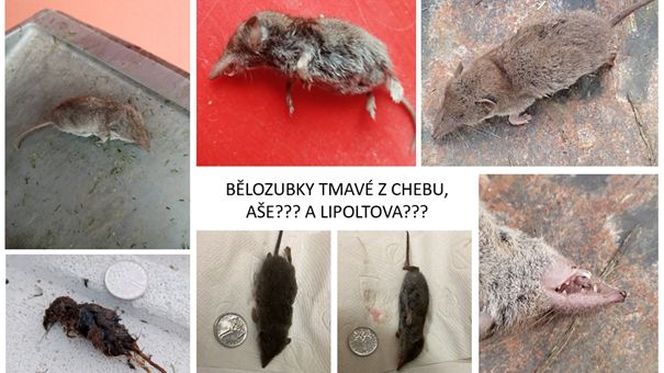 Bělozubku tmavou, nového savce v Česku, objevili na dalším místě